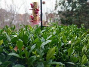 Google Pixel XL Review - Rear-Camera Sample -