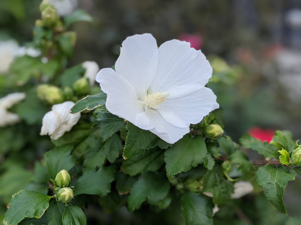 White flower - Picture taken by the Google Pixel 4a smartphone
